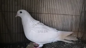 White Female Pigeon