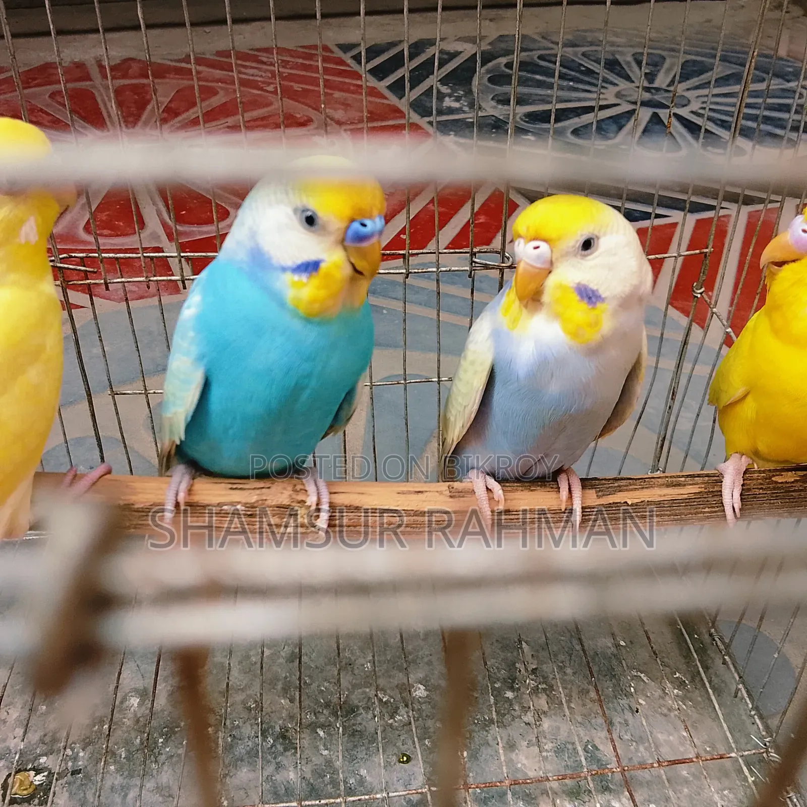 A pair of budgerigar birds