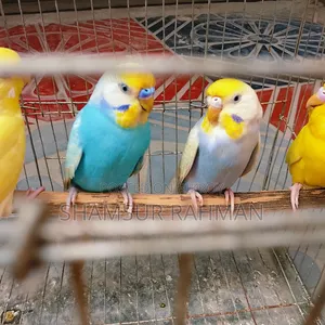 A pair of budgerigar birds