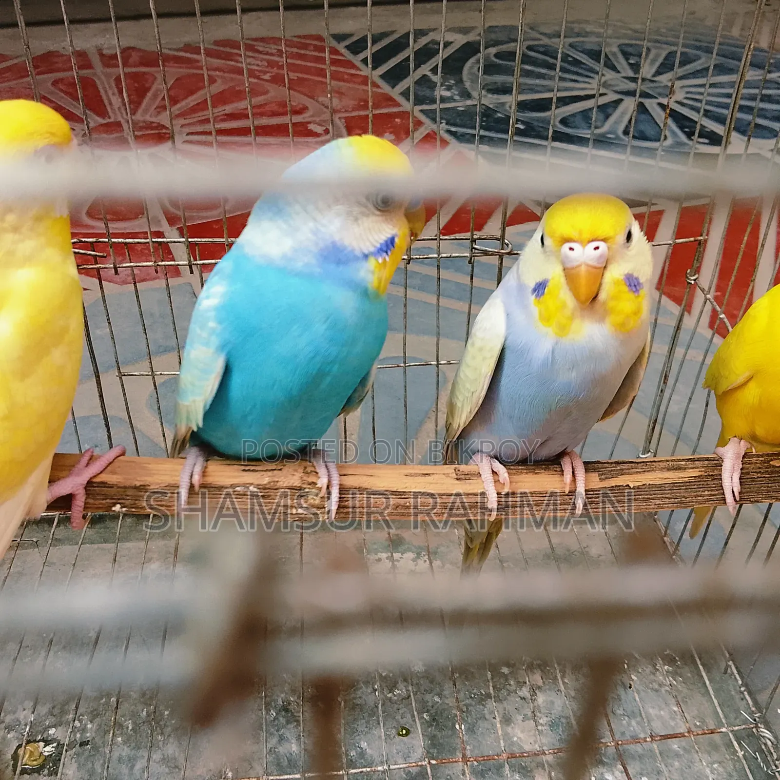 A pair of budgerigar birds