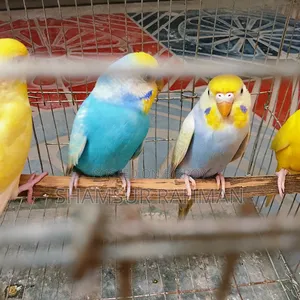 A pair of budgerigar birds