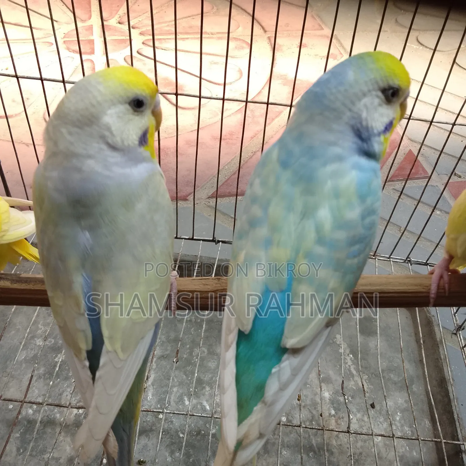 A pair of budgerigar birds