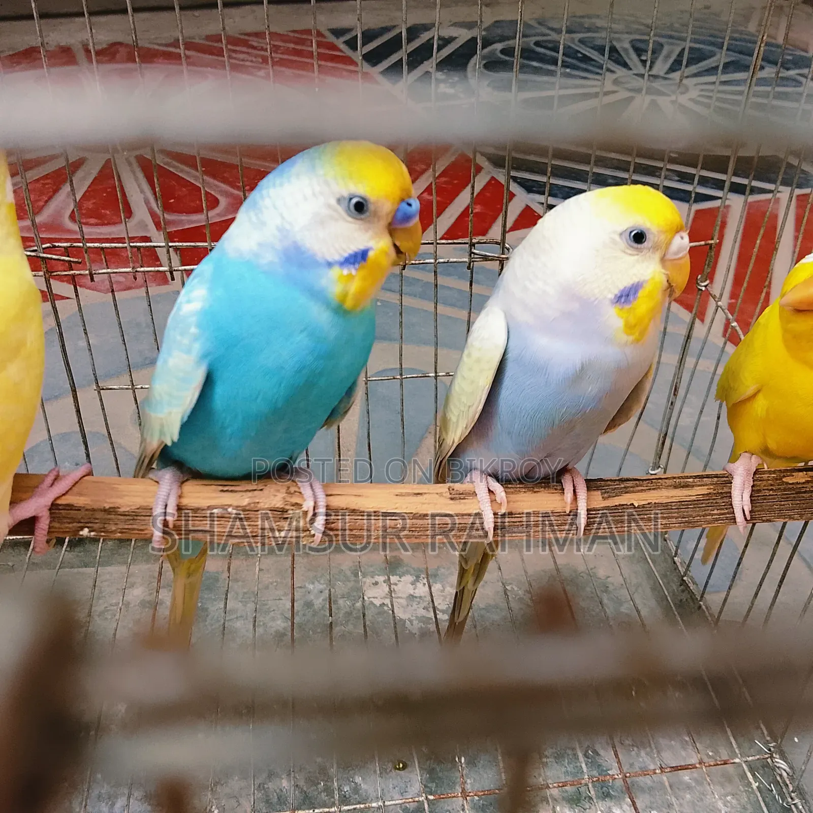 A pair of budgerigar birds