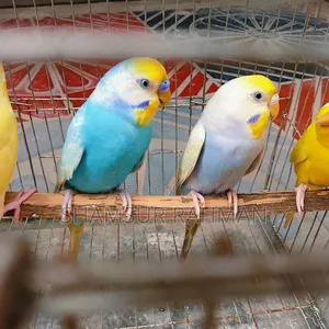 A pair of budgerigar birds