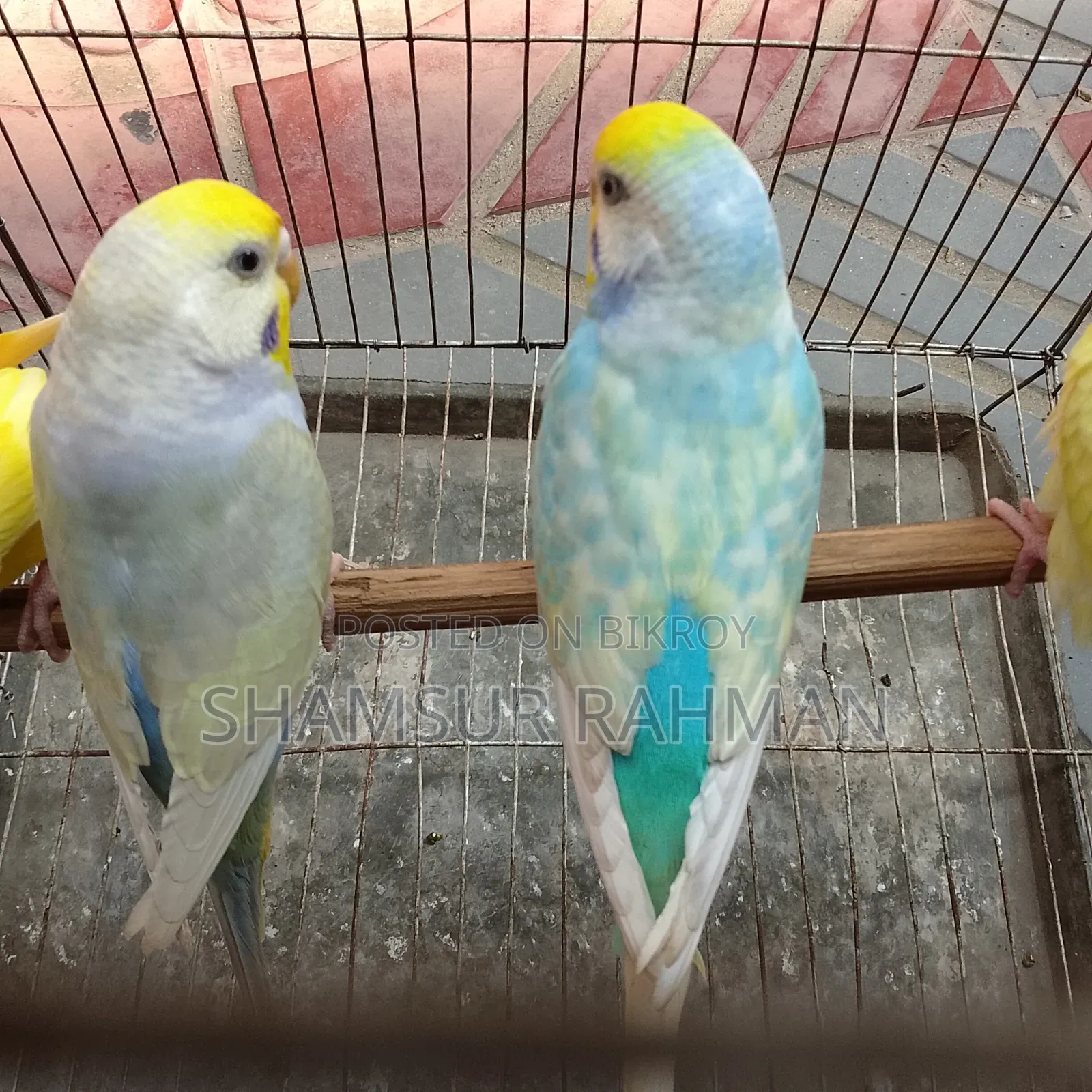 A pair of budgerigar birds