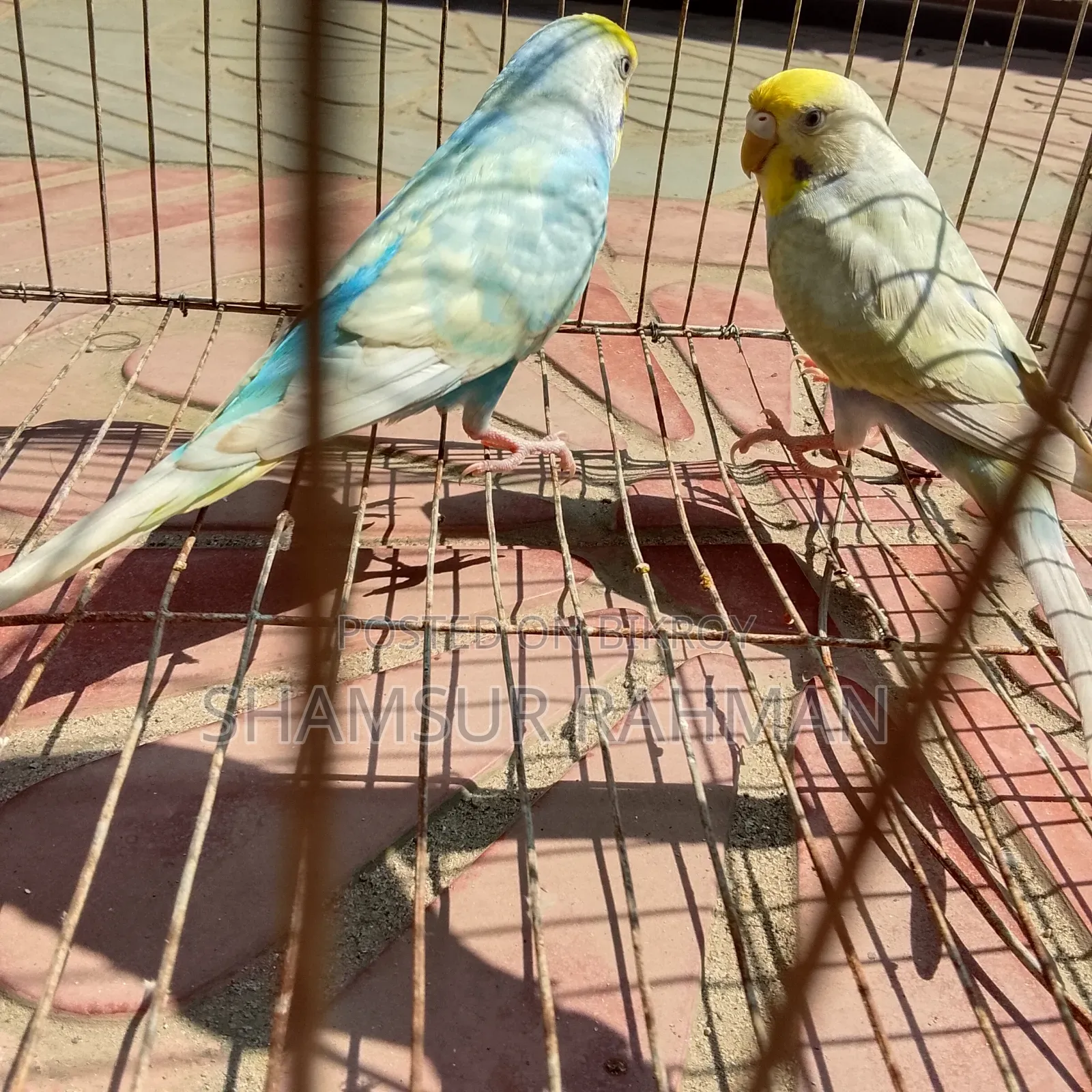 A pair of budgerigar birds
