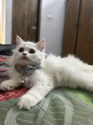 1-3 months Female Purebred Persian