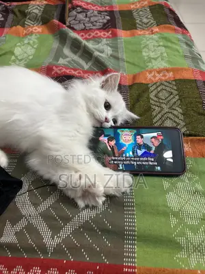 1-3 months Female Purebred Persian