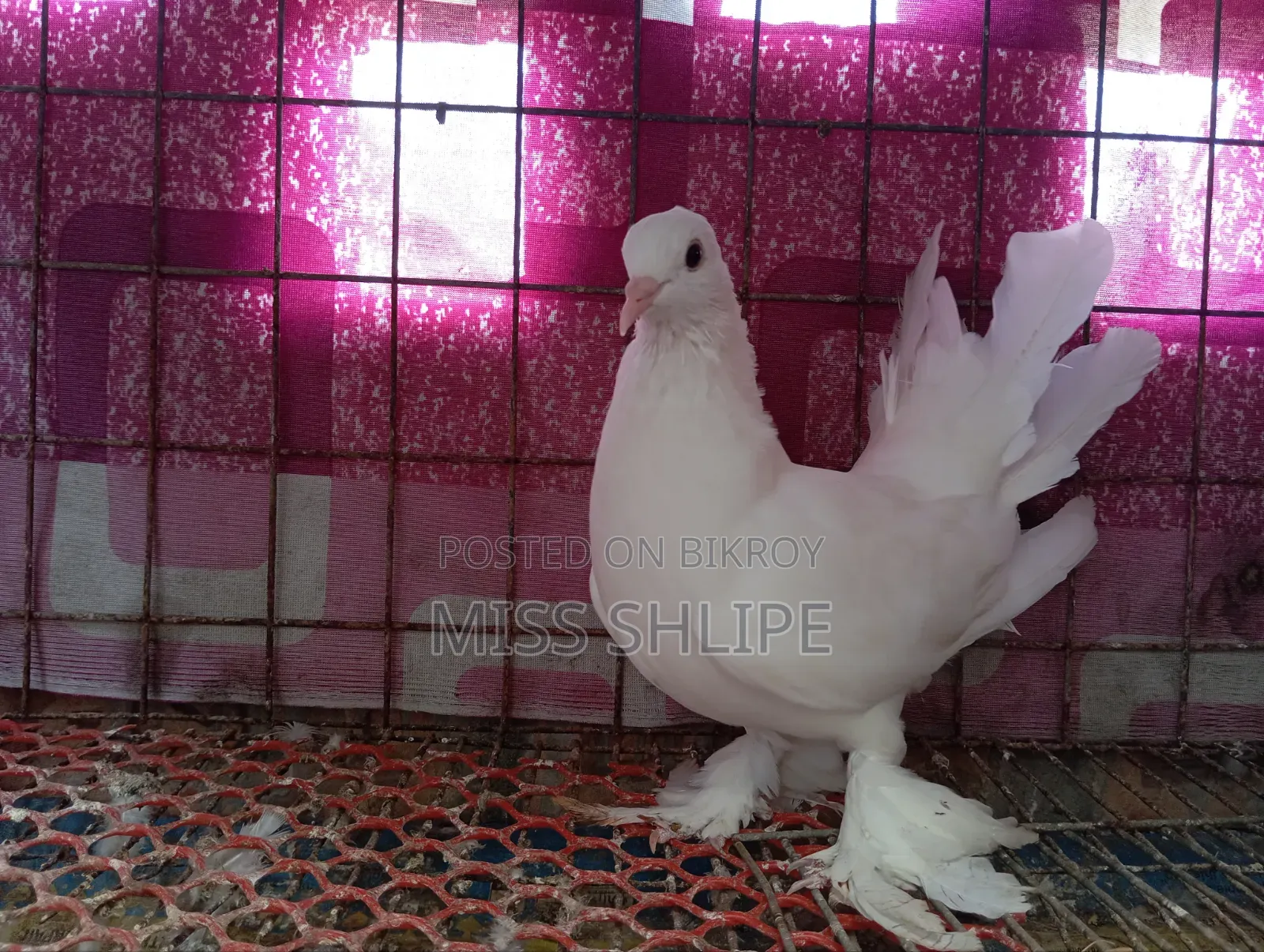 Lakkha Pigeon