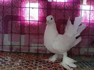 Lakkha Pigeon