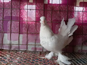 Lakkha Pigeon