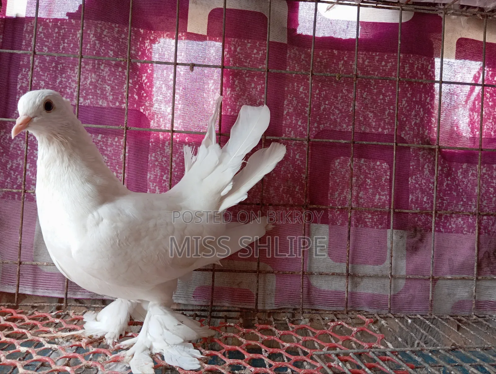 Lakkha Pigeon