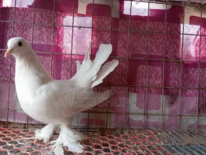 Lakkha Pigeon
