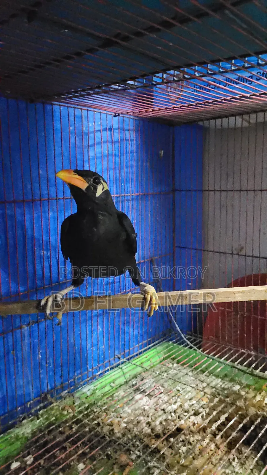 Hill Myna Bird