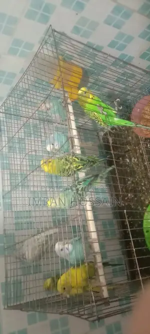 Imran Birds