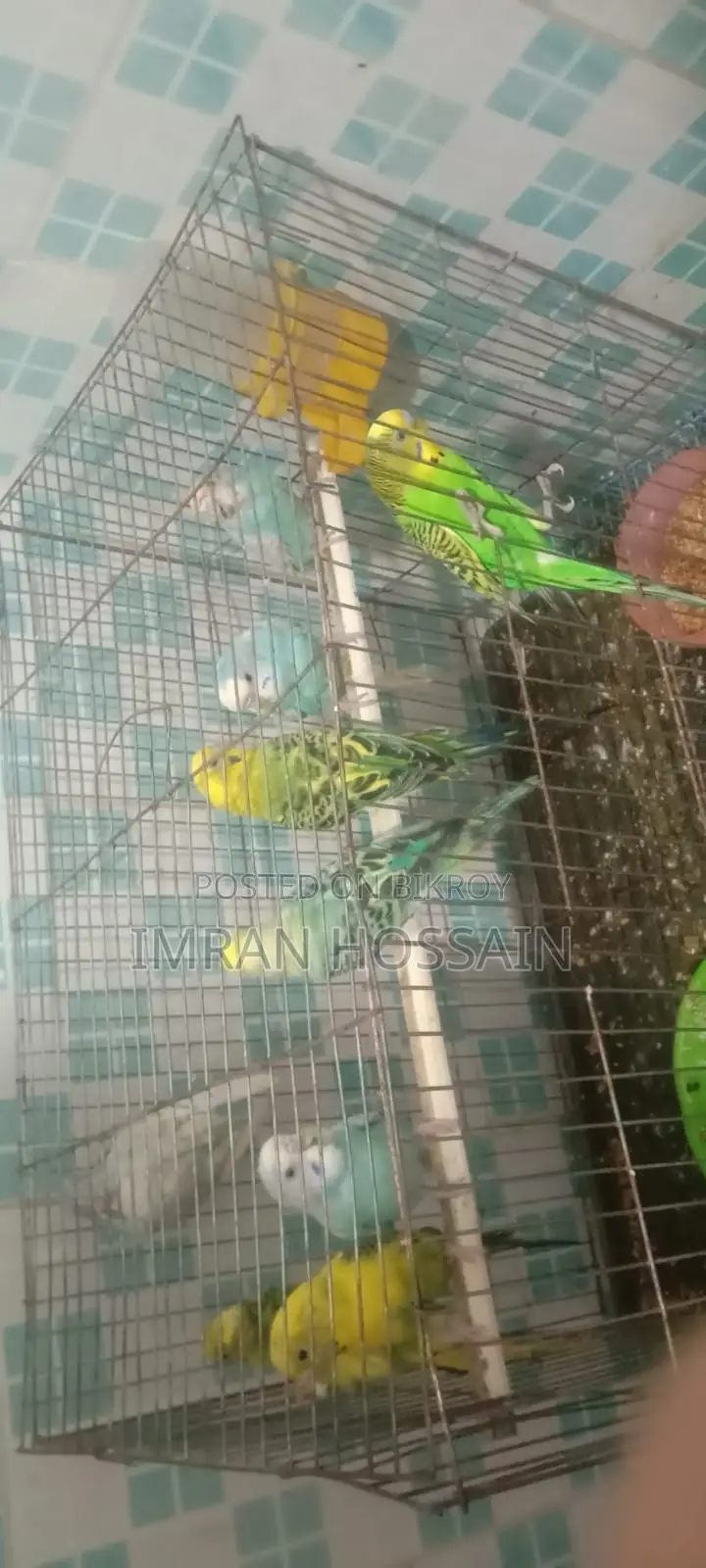 Imran Birds