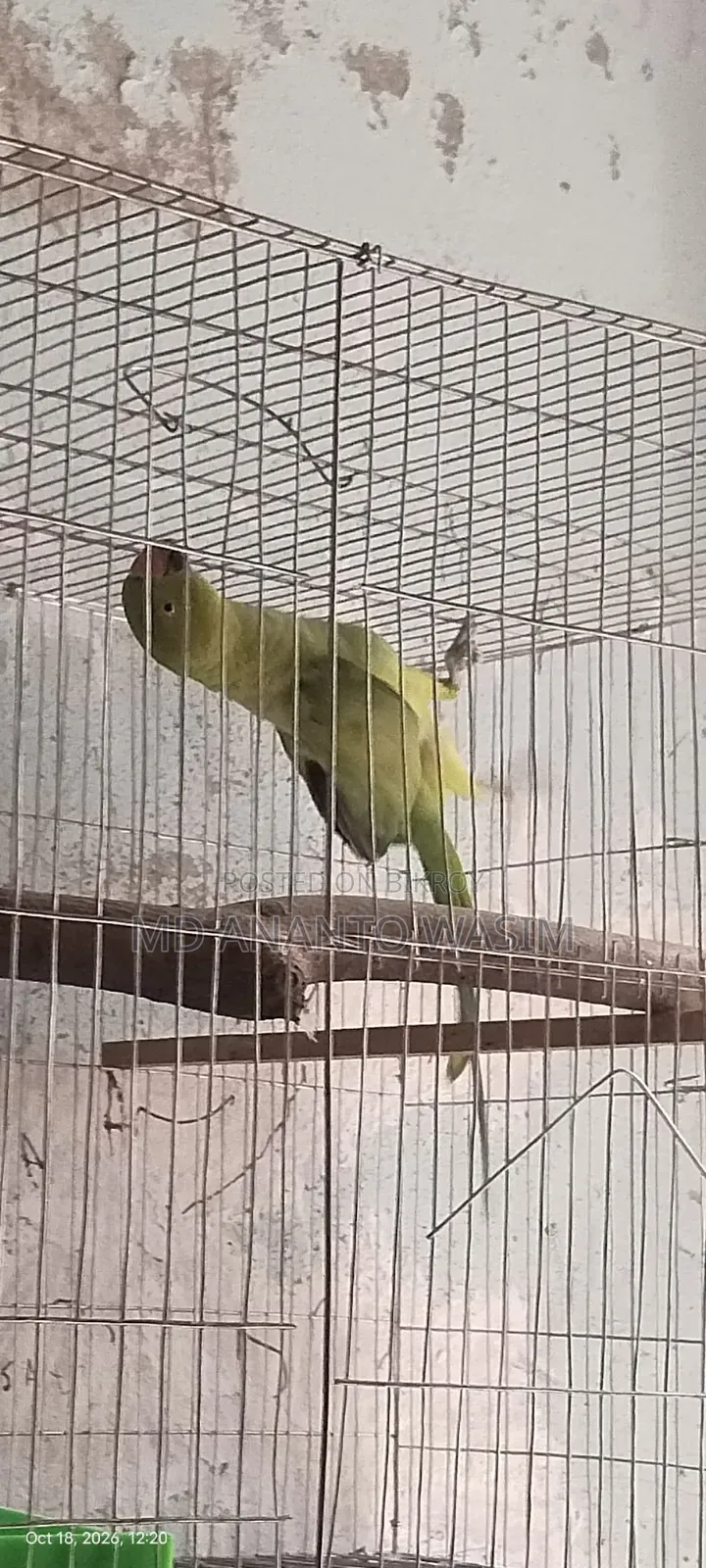 Indian Ringneck