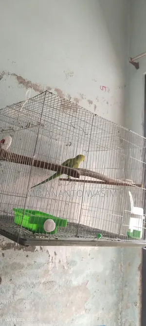 Indian Ringneck