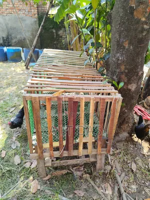 Chicken Cage for Sale