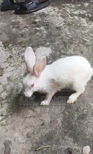 খরগোশ বিক্রি হবে