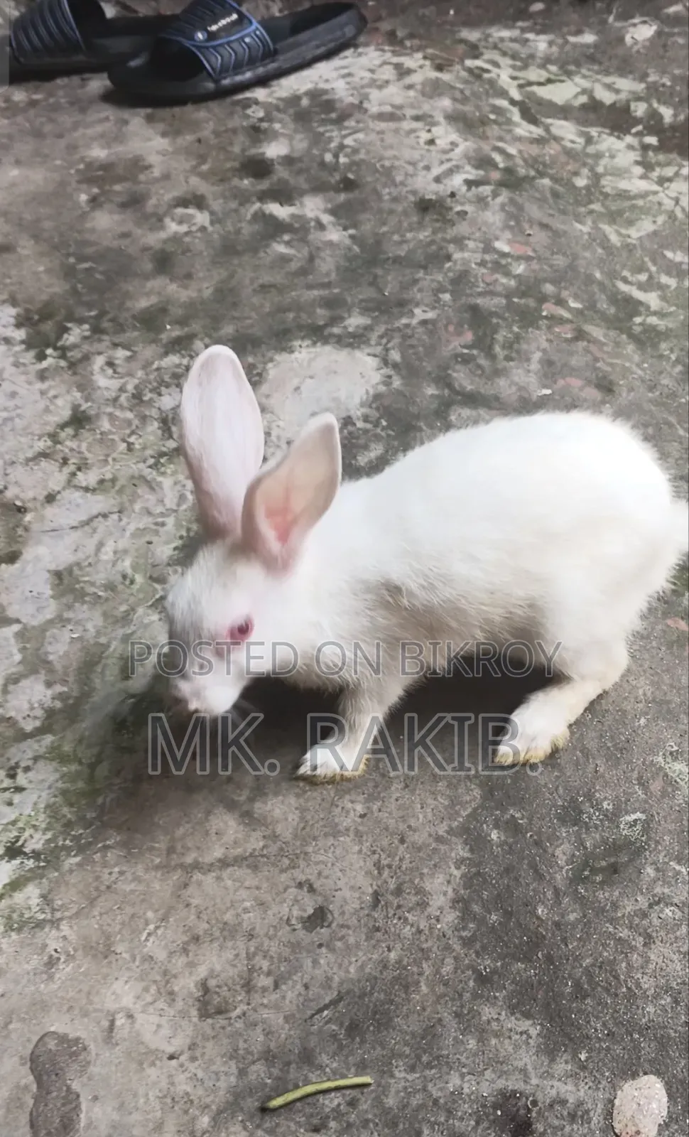খরগোশ বিক্রি হবে