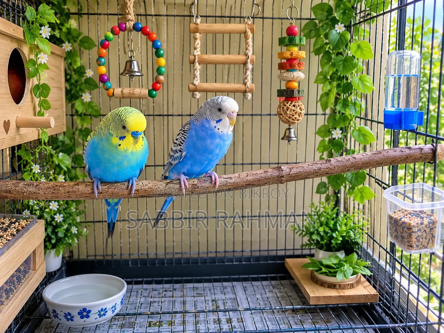 Budgerigar Bird