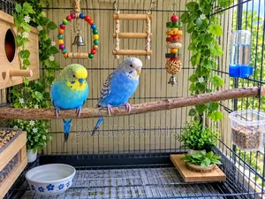 Budgerigar Bird