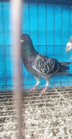 Huma Pigeon