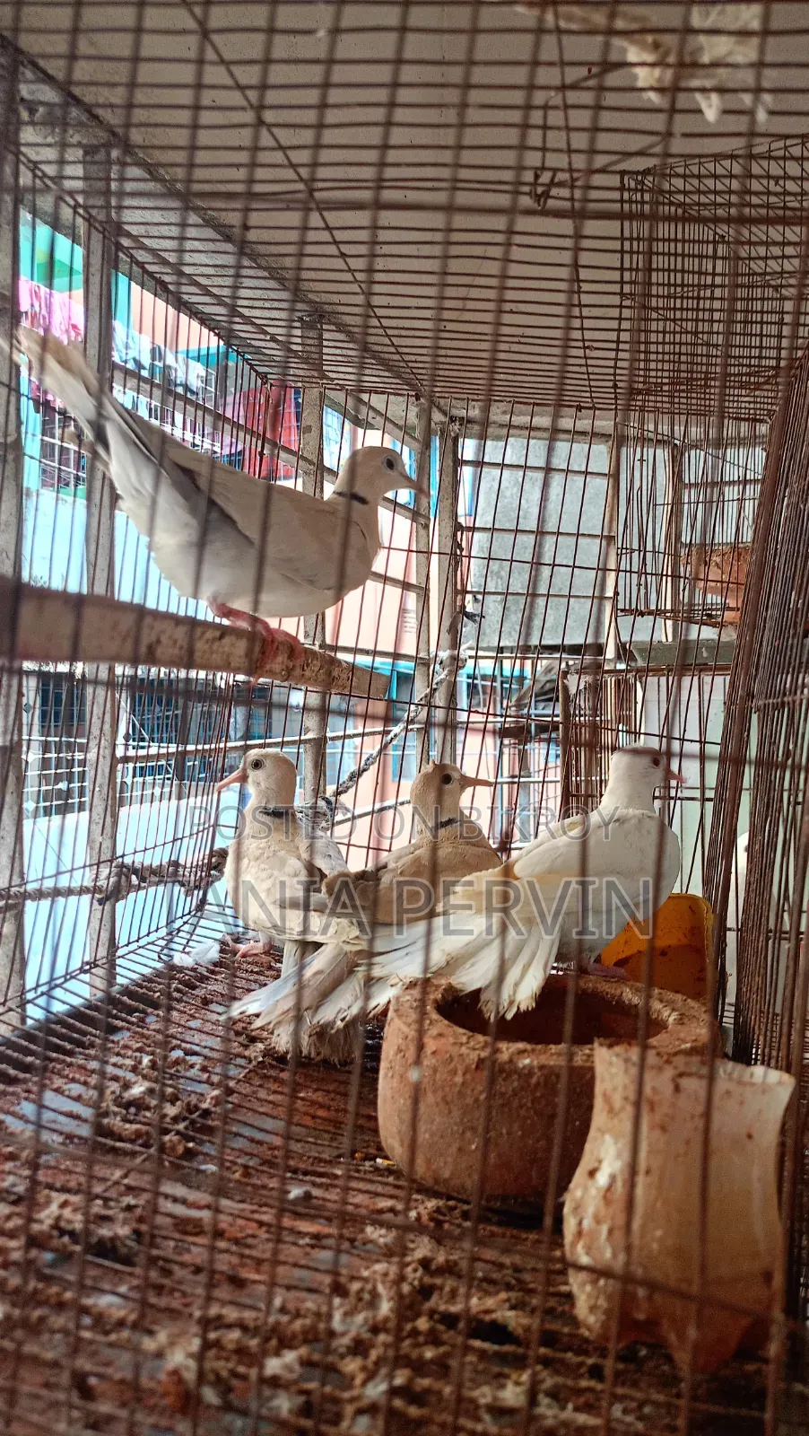 Ghughu Bird