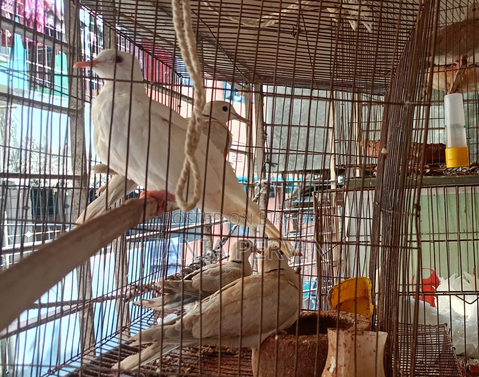 Ghughu Bird