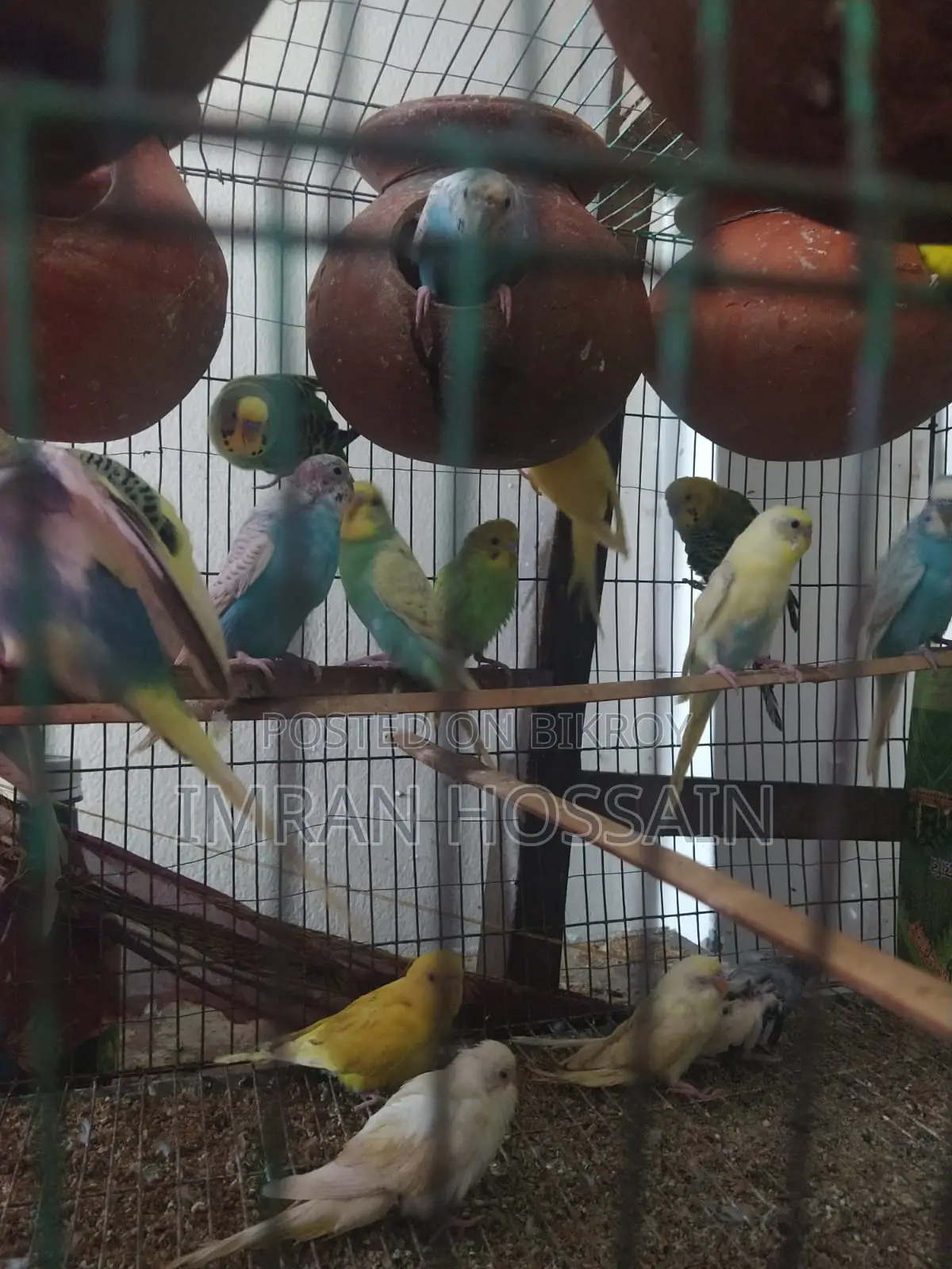 Imran Birds