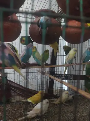 Imran Birds
