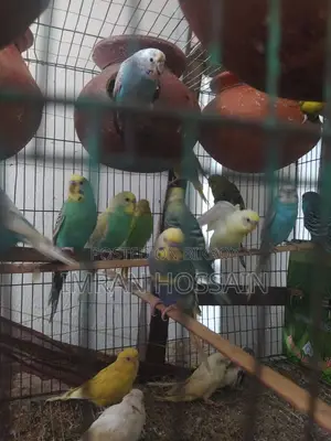 Imran Birds