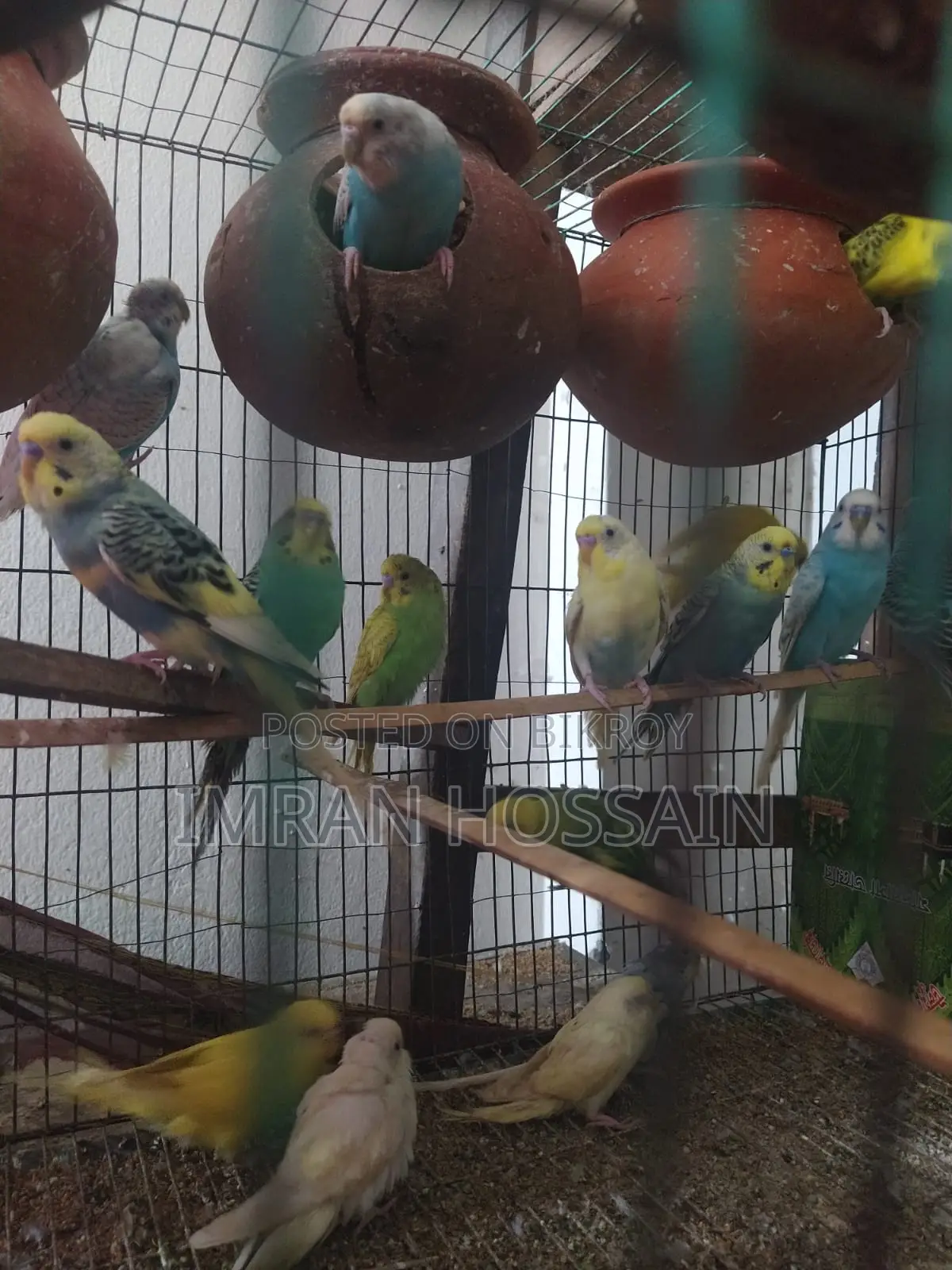 Imran Birds