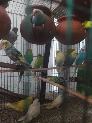 Imran Birds