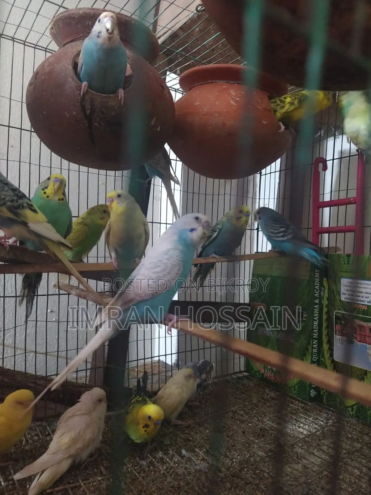 Imran Birds