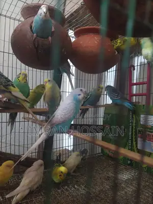 Imran Birds