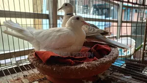 Dove Bird