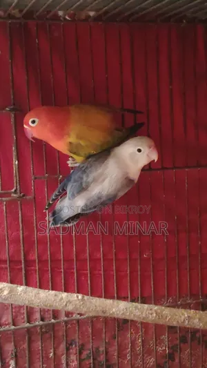 Love Bird, Euwing Opaline Running Pair, Lovebird.