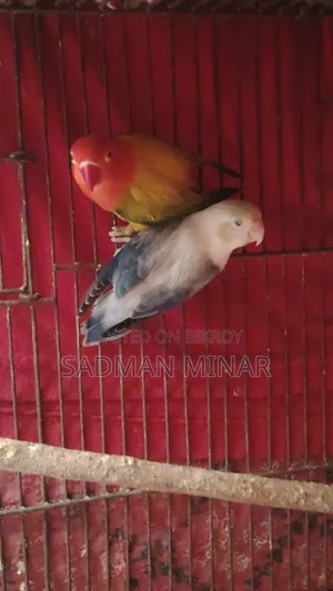 Love Bird, Euwing Opaline Running Pair, Lovebird.