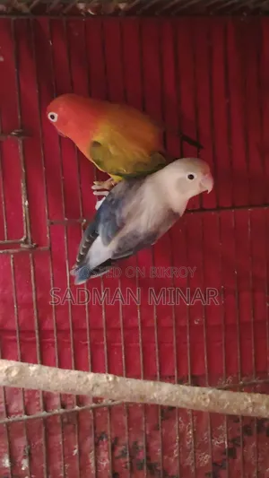 Love Bird, Euwing Opaline Running Pair, Lovebird.