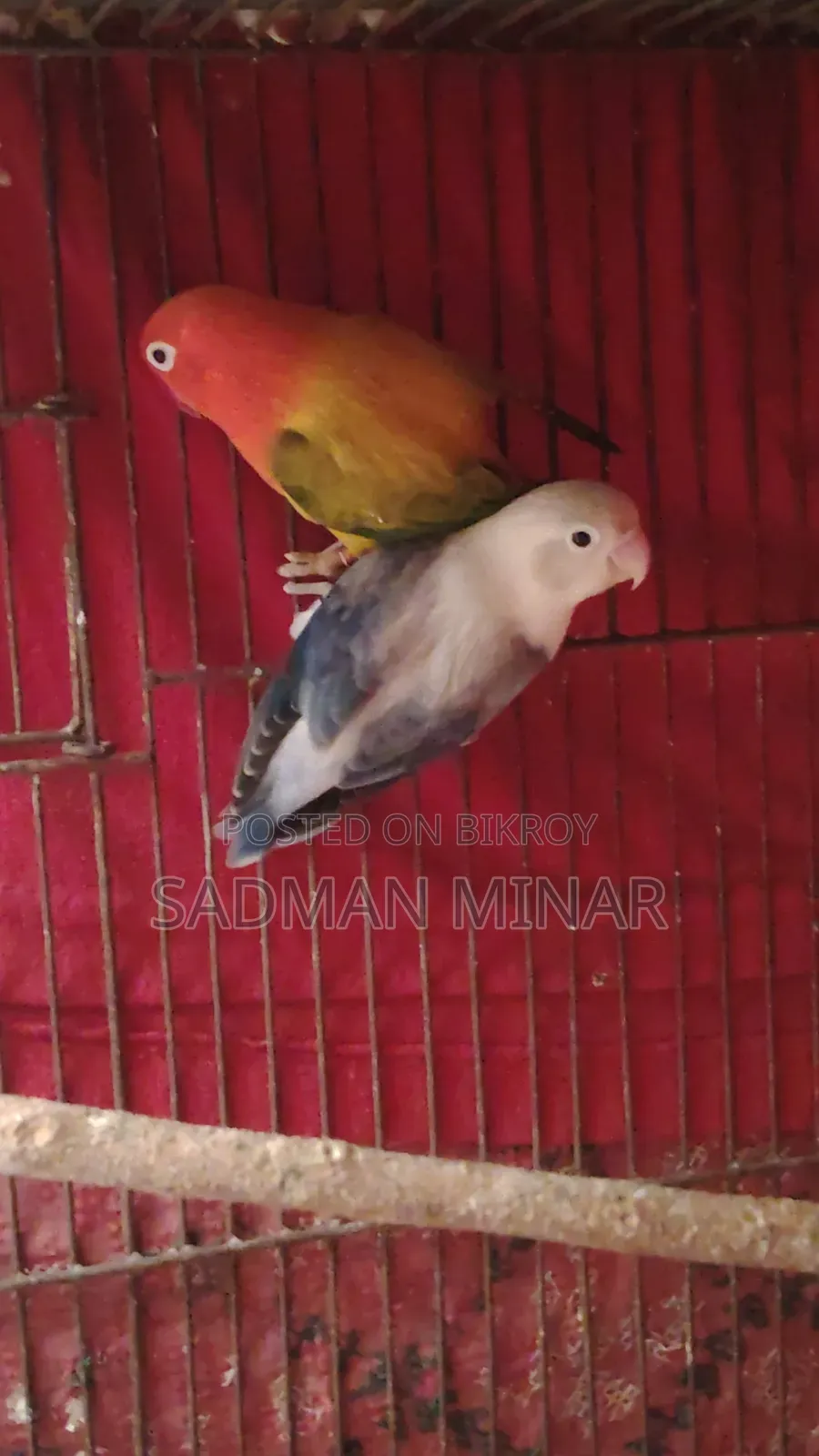 Love Bird, Euwing Opaline Running Pair, Lovebird.