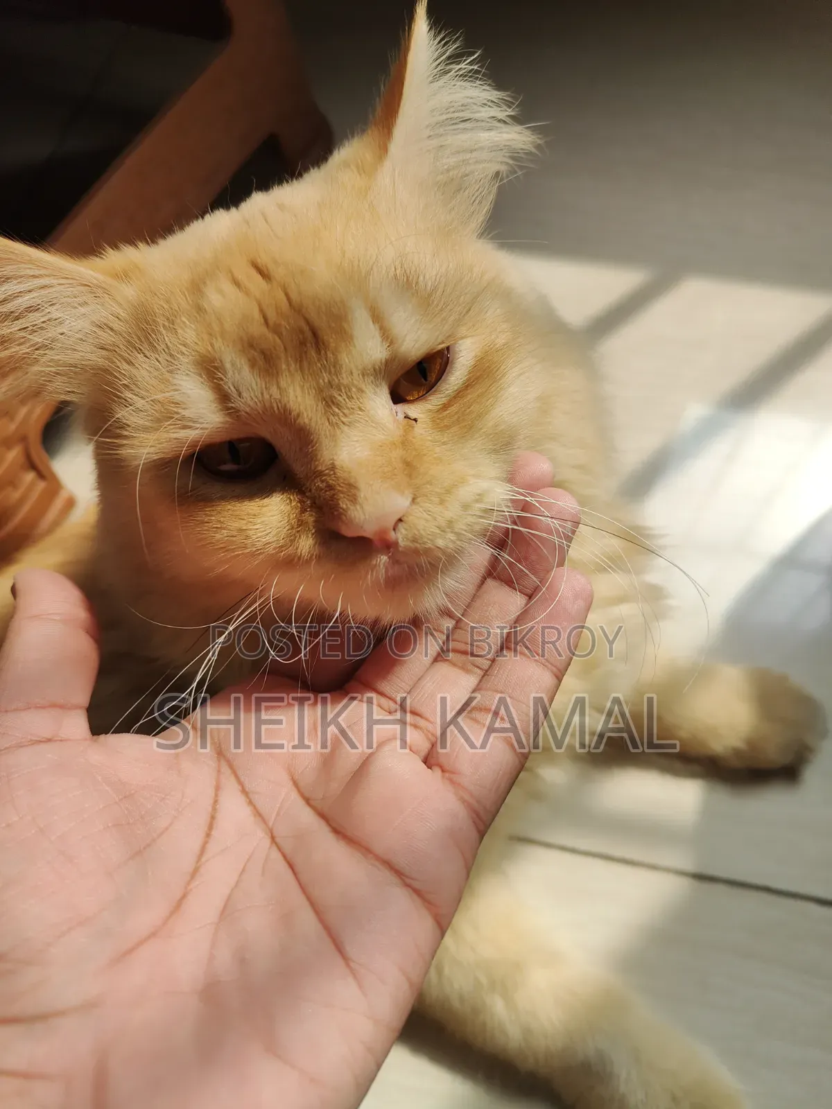 1+ Year Male Mixed Breed Persian