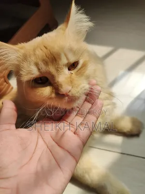 1+ Year Male Mixed Breed Persian