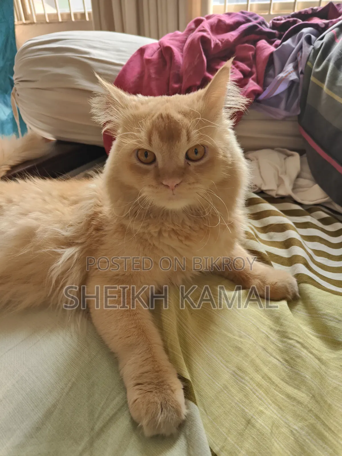 1+ Year Male Mixed Breed Persian