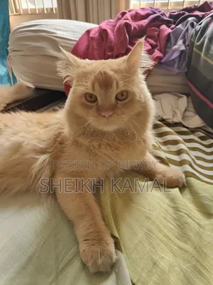 1+ Year Male Mixed Breed Persian