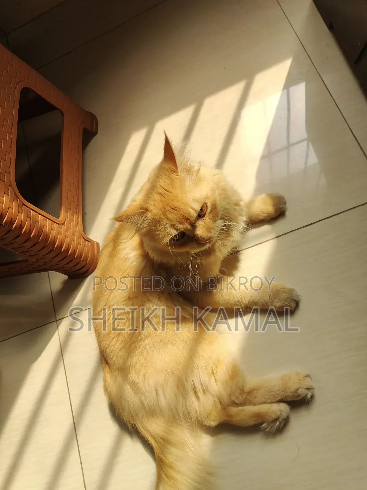 1+ Year Male Mixed Breed Persian