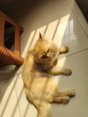 1+ Year Male Mixed Breed Persian