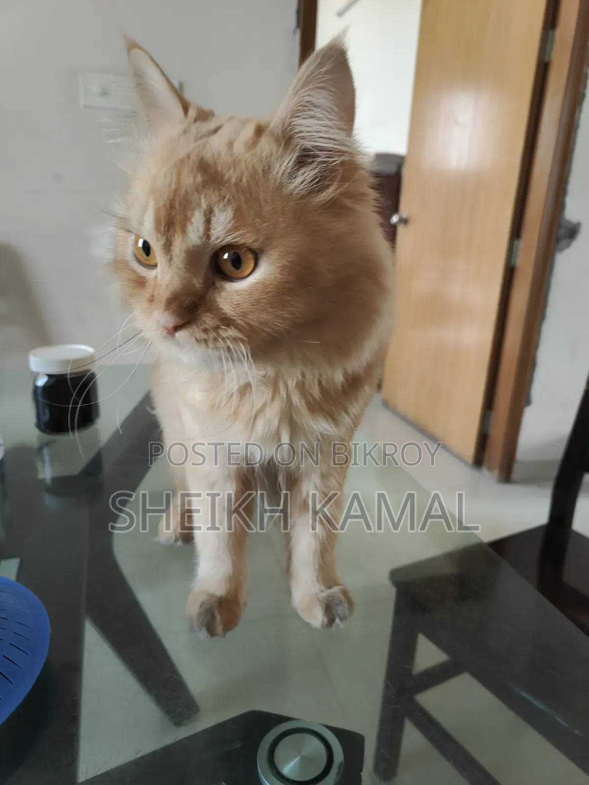 1+ Year Male Mixed Breed Persian