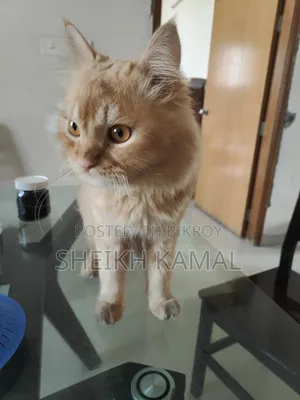1+ Year Male Mixed Breed Persian